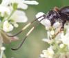Ichneumon suspiciosus